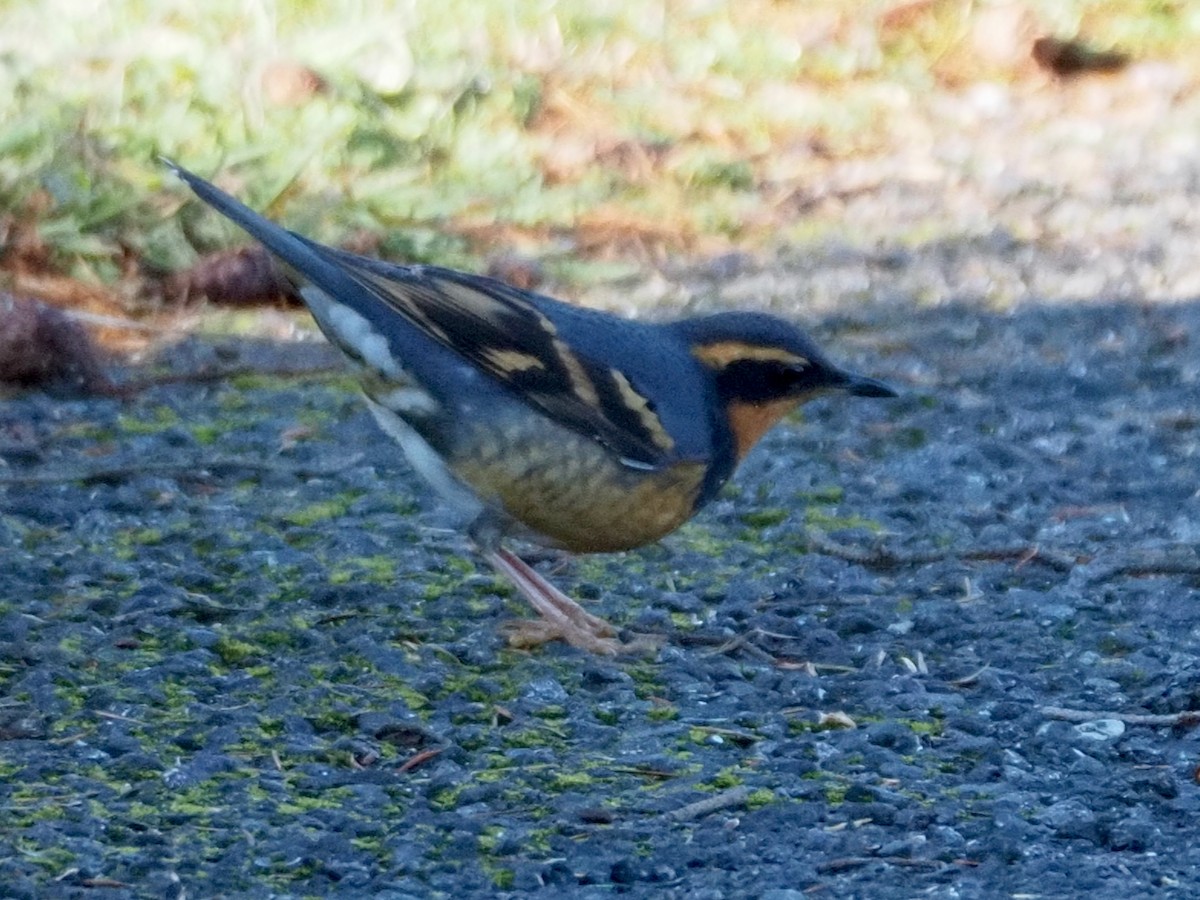 Varied Thrush - ML611284530