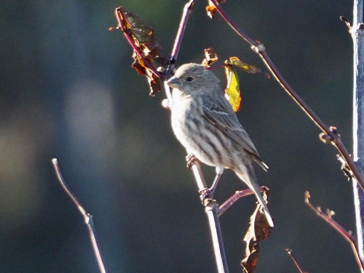 House Finch - ML611284583