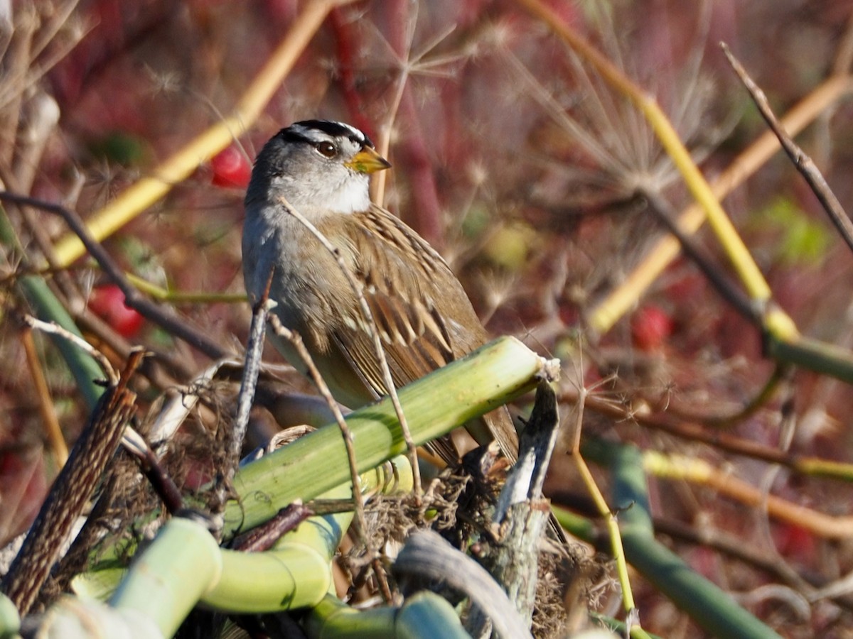 White-crowned Sparrow - ML611284648