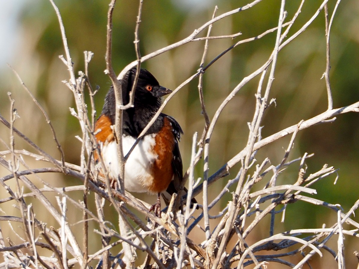 Spotted Towhee - ML611284674