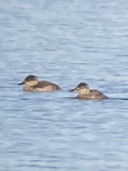 Ruddy Duck - ML611284675