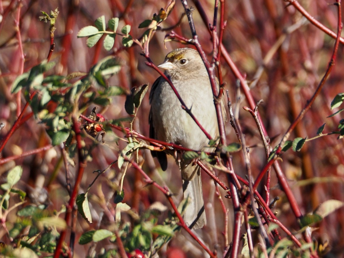 Golden-crowned Sparrow - ML611284719