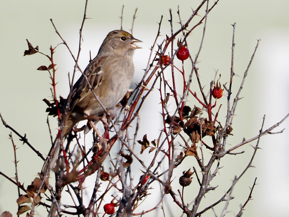 Golden-crowned Sparrow - ML611284720