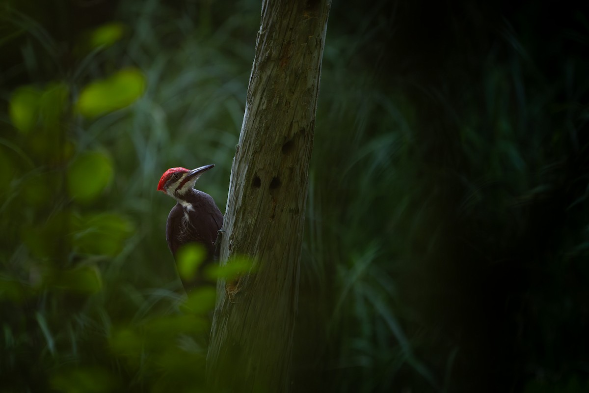 Pileated Woodpecker - ML611284793