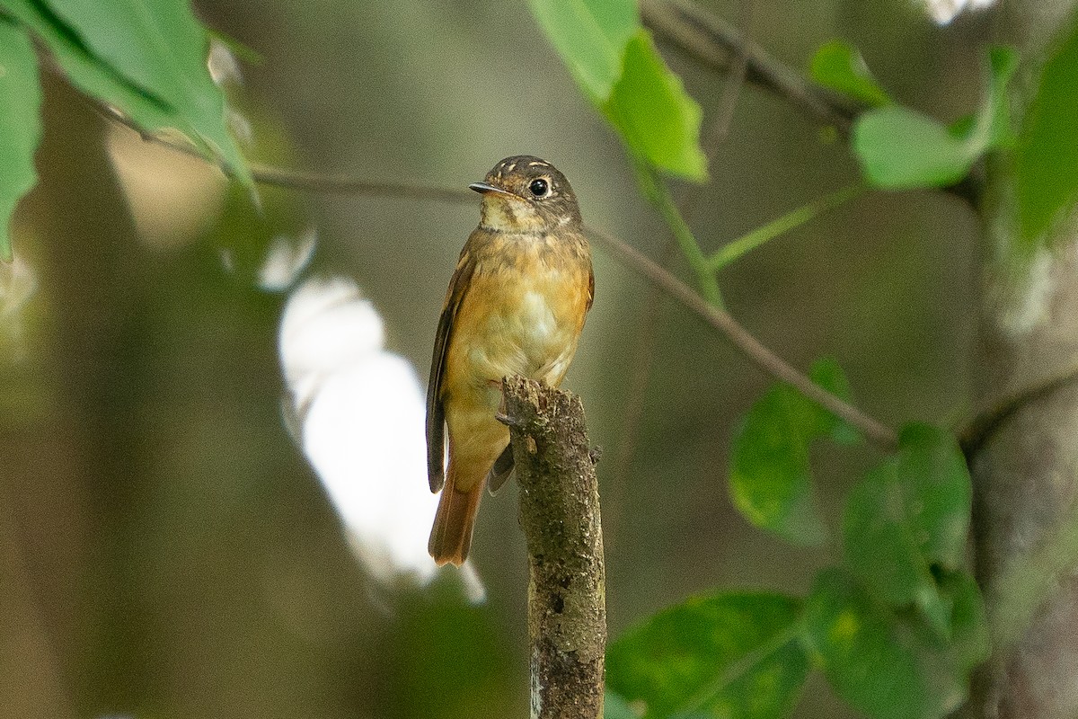 Ferruginous Flycatcher - Prolay Kundu