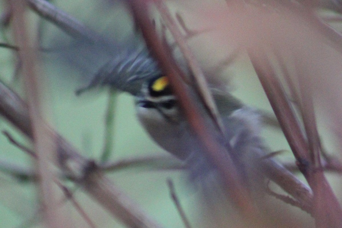 Golden-crowned Kinglet - ML611284832