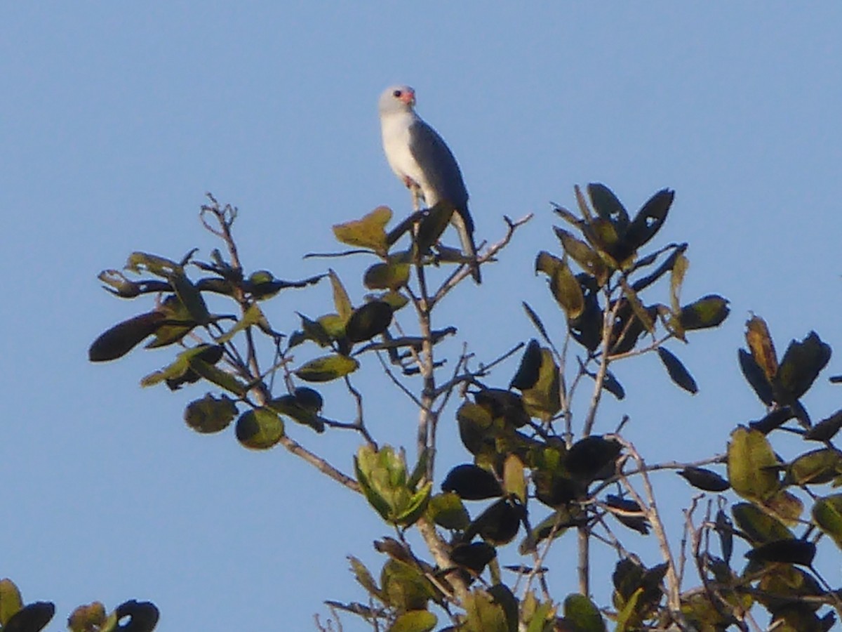 Gray-headed Goshawk - ML611284910