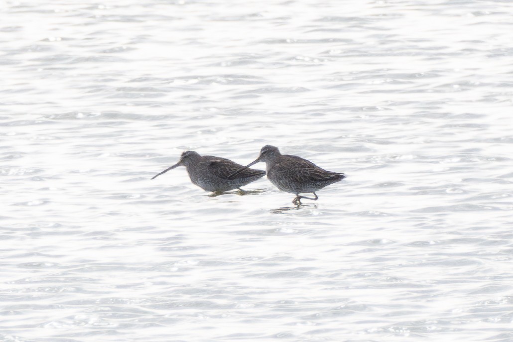 Long-billed Dowitcher - ML611285058