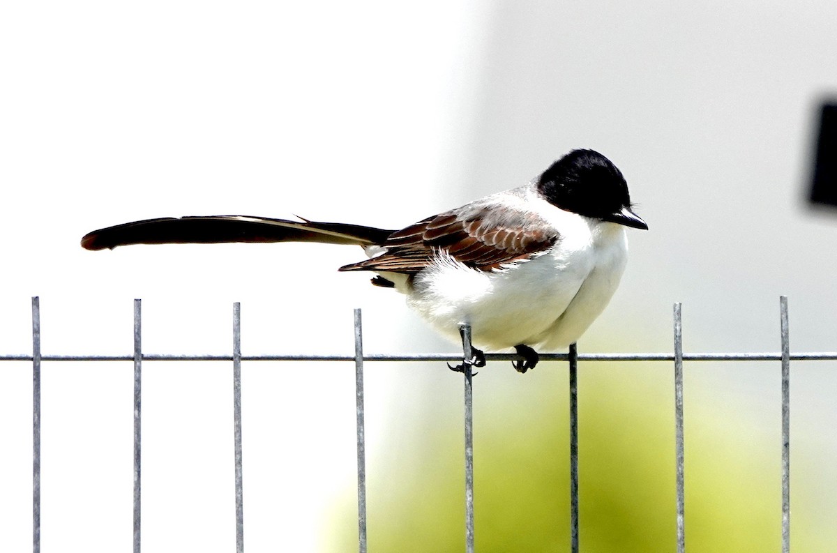 Fork-tailed Flycatcher - ML611285060