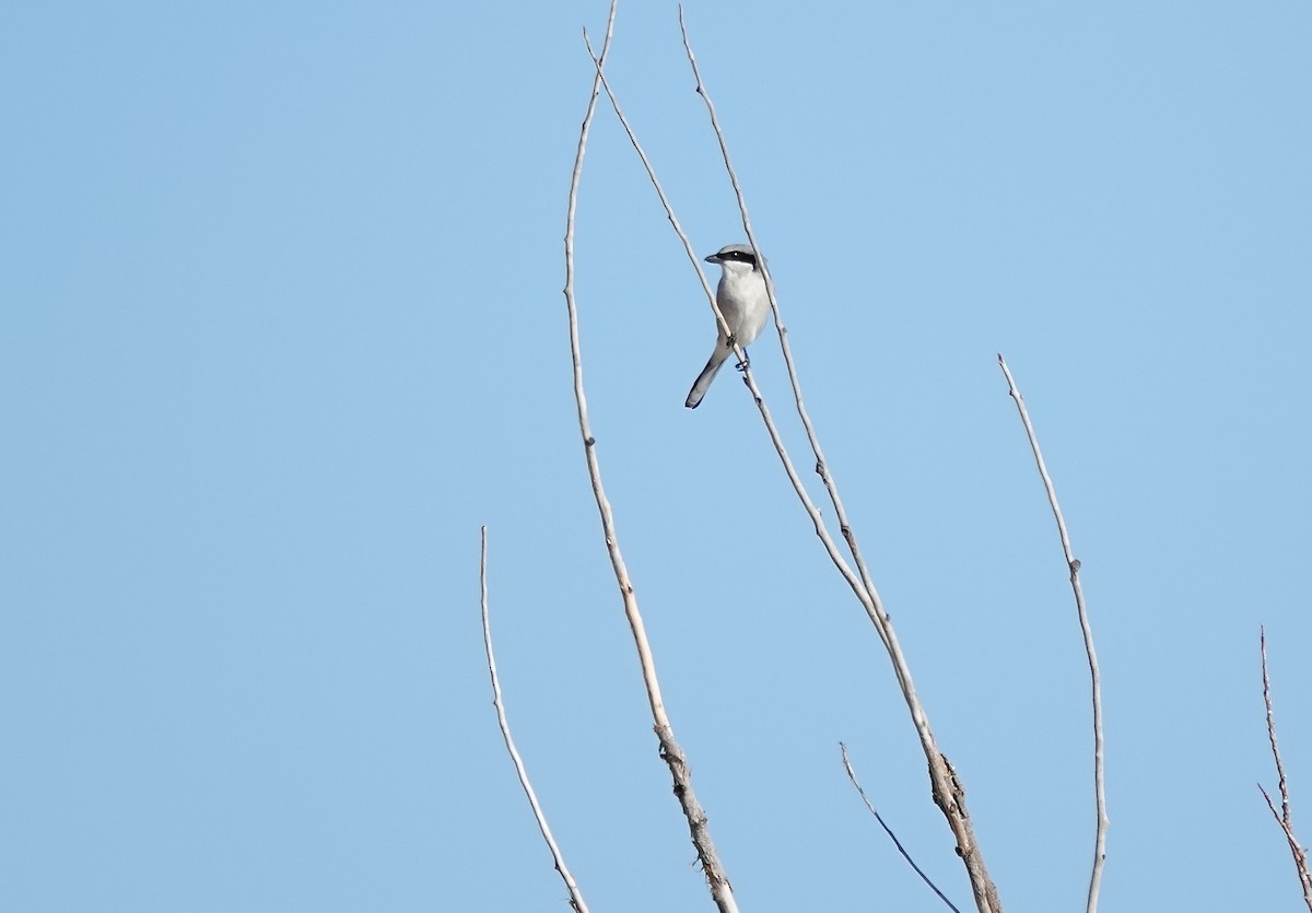 Loggerhead Shrike - ML611285077