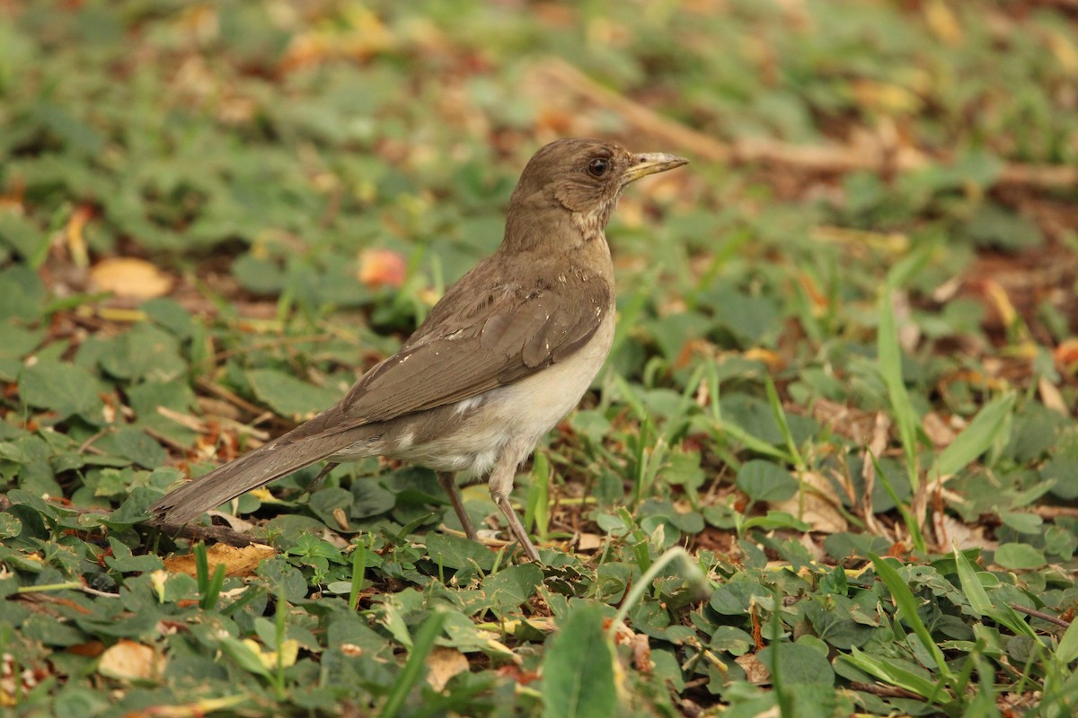 Creamy-bellied Thrush - Raimundo Viteri Delmastro