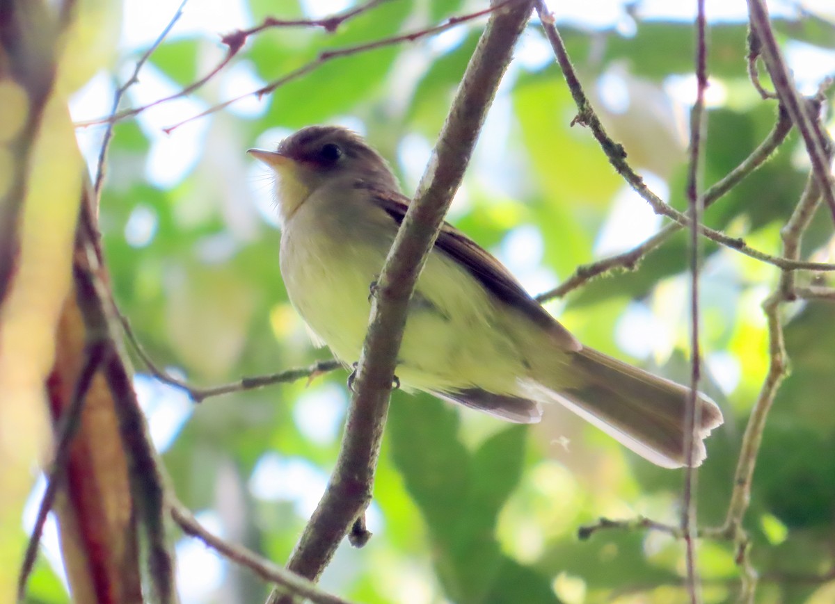 Euler's Flycatcher - Kathy Carroll