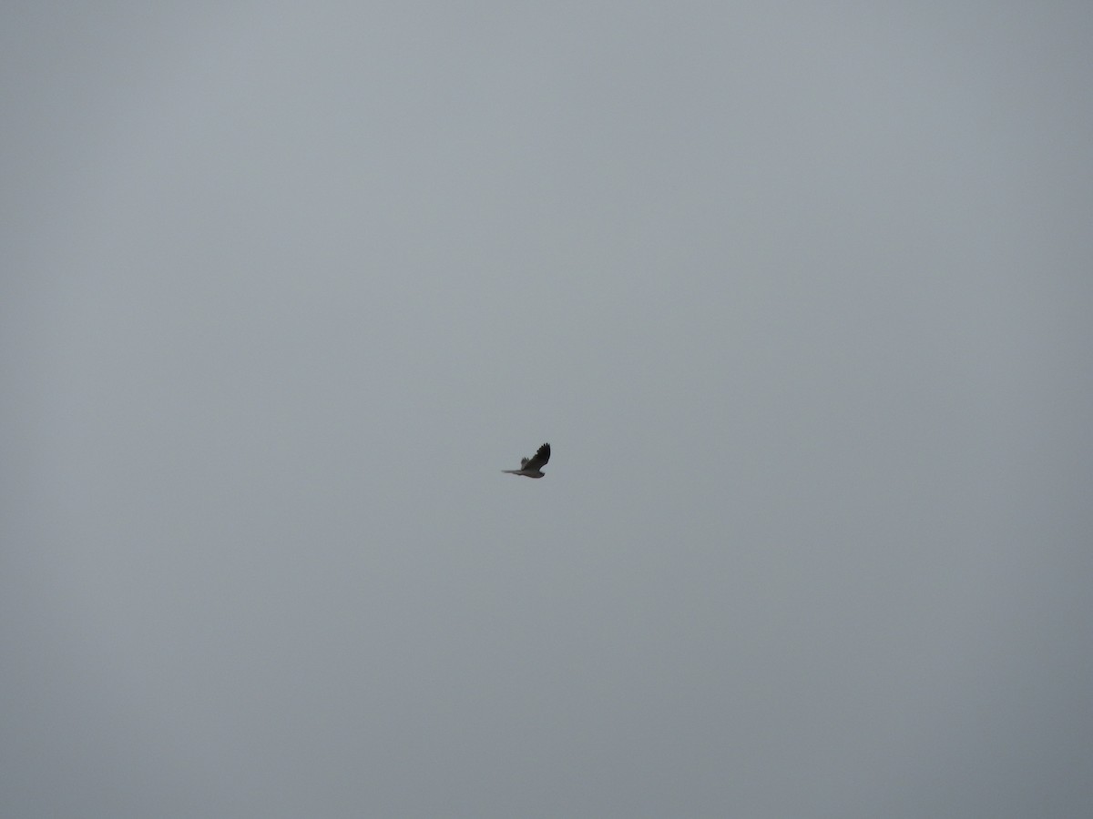 White-tailed Kite - ML611285227