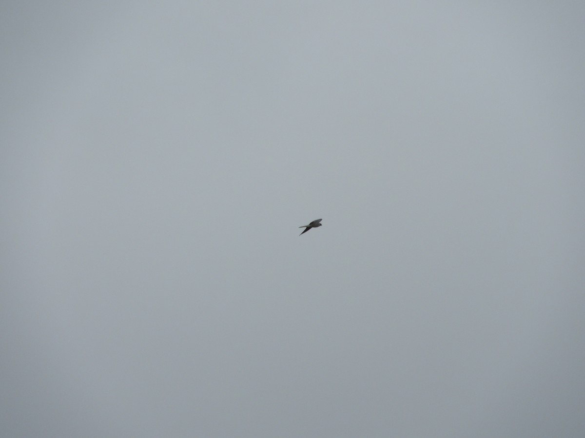 White-tailed Kite - ML611285230