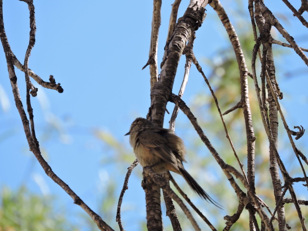 Plain-mantled Tit-Spinetail (berlepschi) - ML611285237