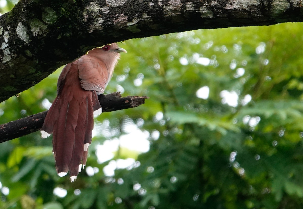 Squirrel Cuckoo - ML611285258