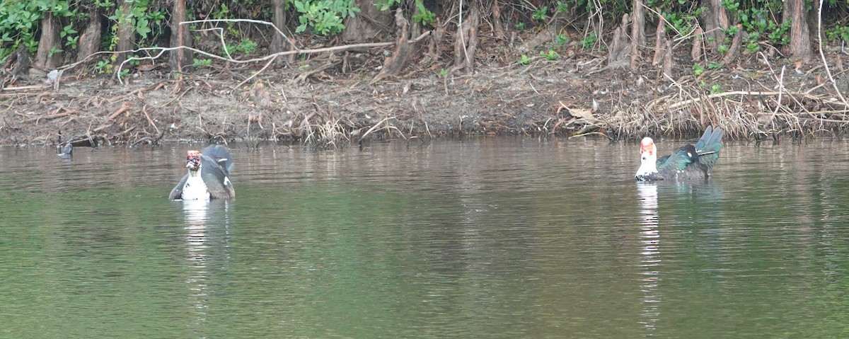 Muscovy Duck (Domestic type) - ML611285272