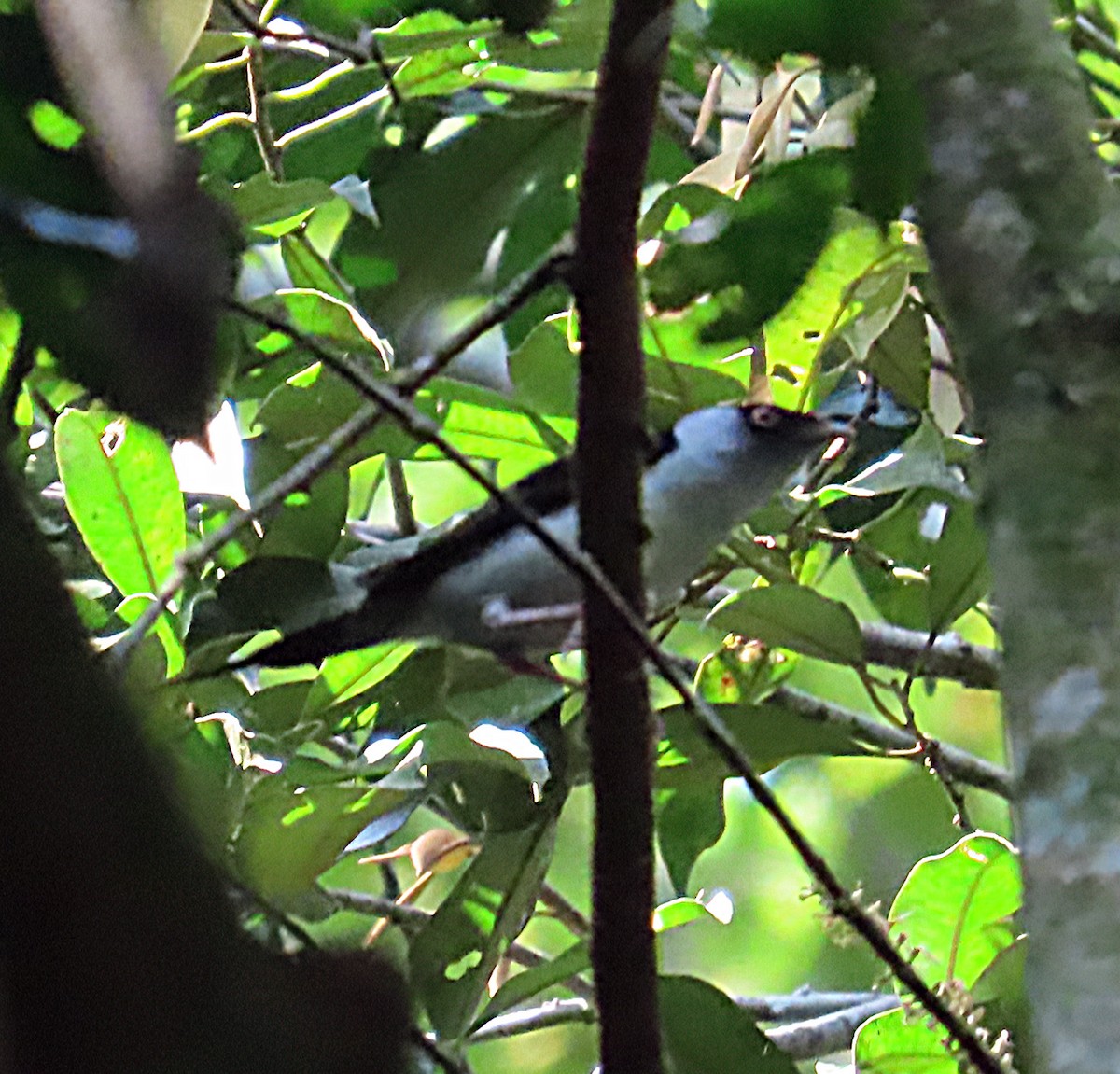 Pin-tailed Manakin - Kathy Carroll