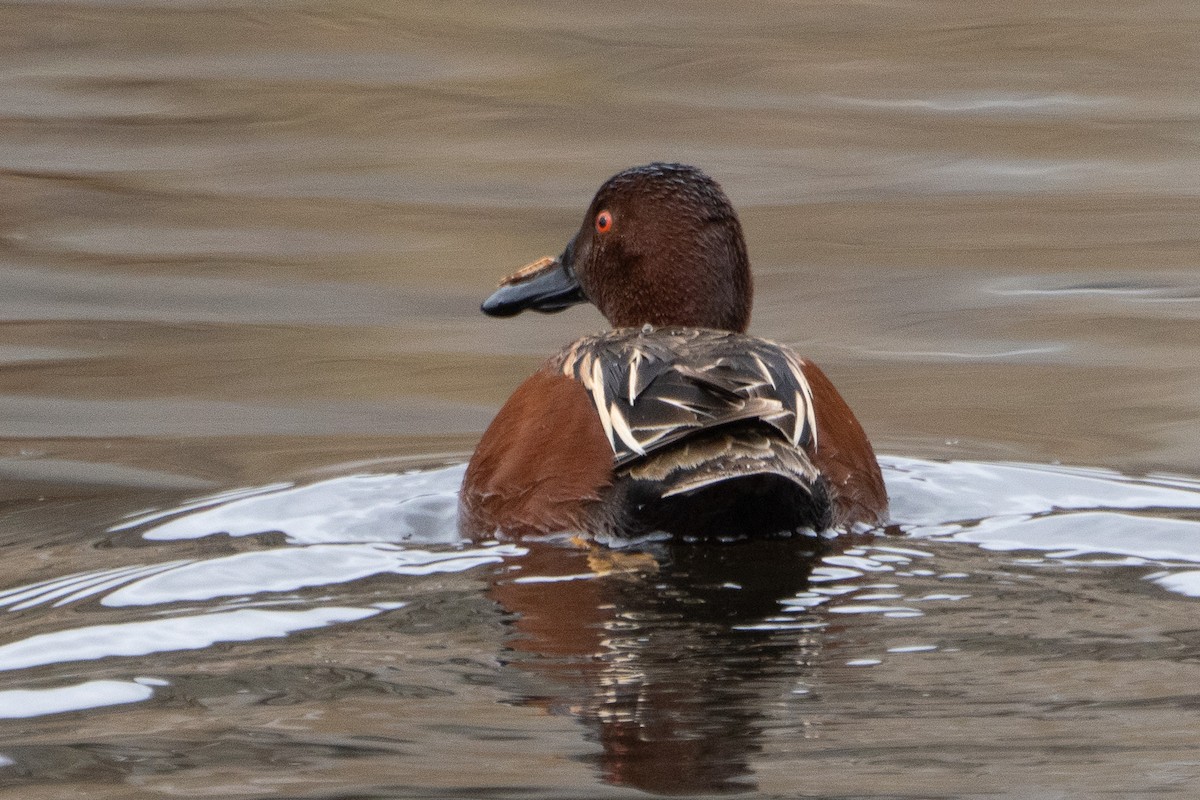 Cinnamon Teal - ML611285280