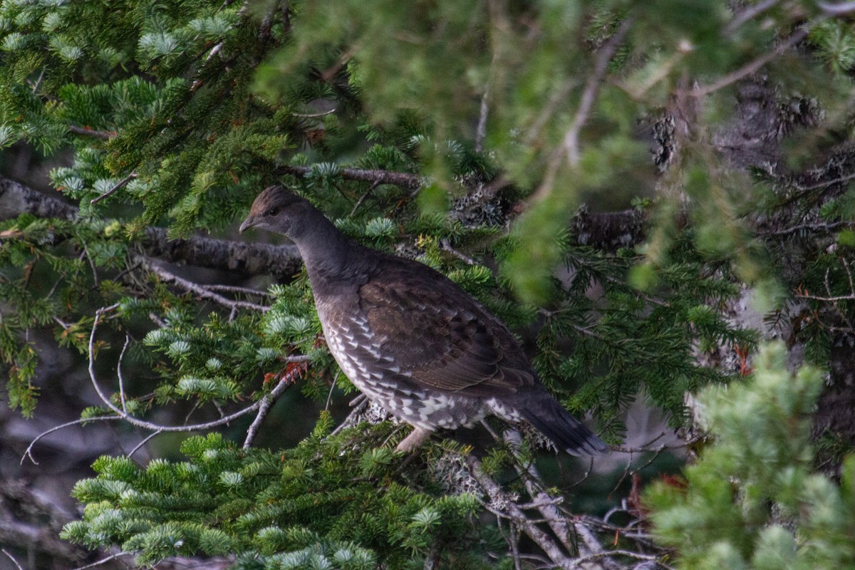 Sooty Grouse - ML611285296