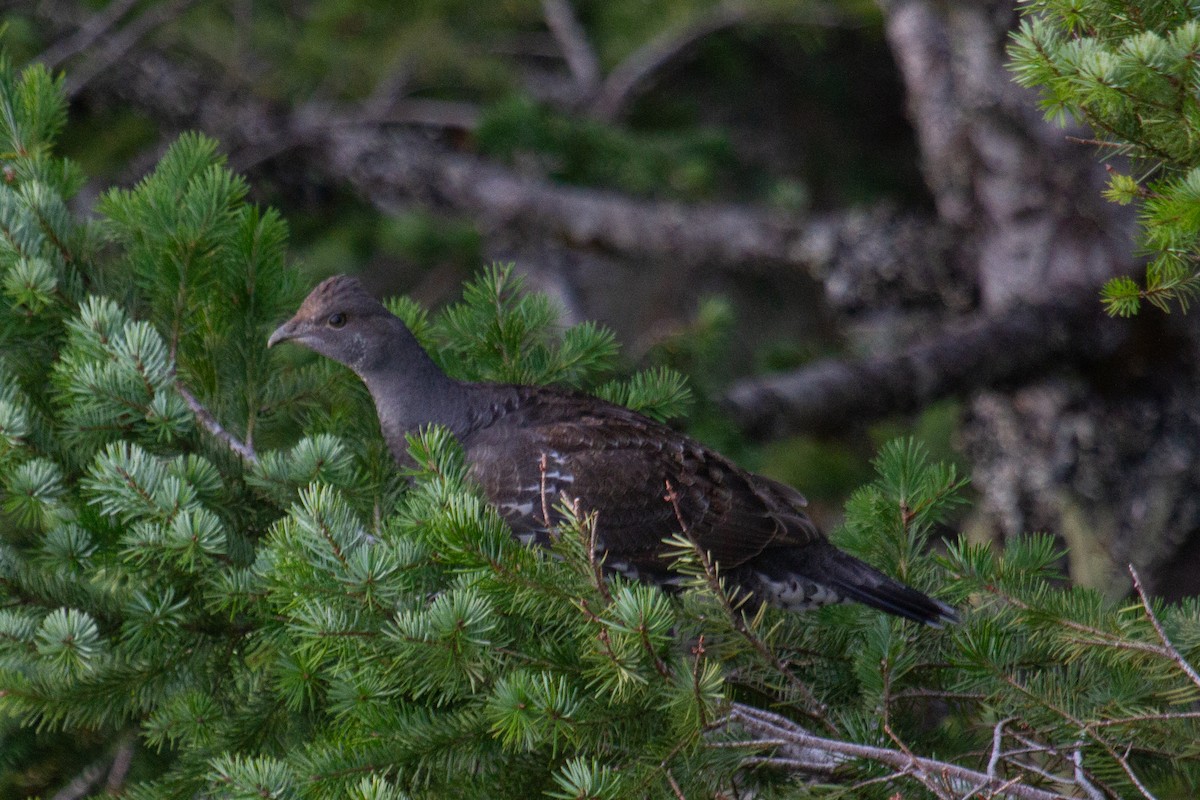 Sooty Grouse - ML611285297