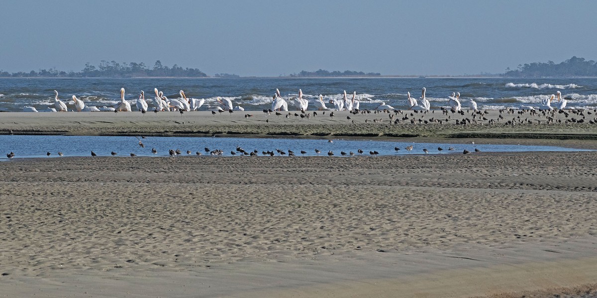 American White Pelican - ML611285307