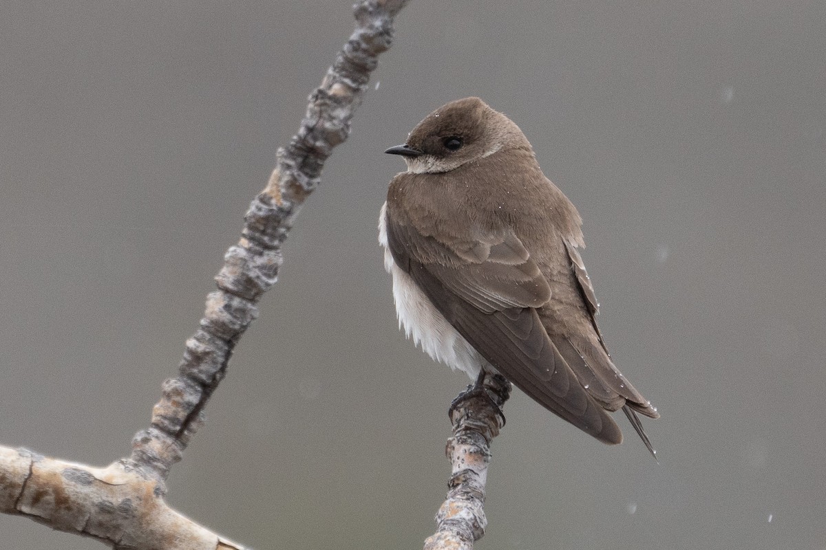 Northern Rough-winged Swallow - ML611285329