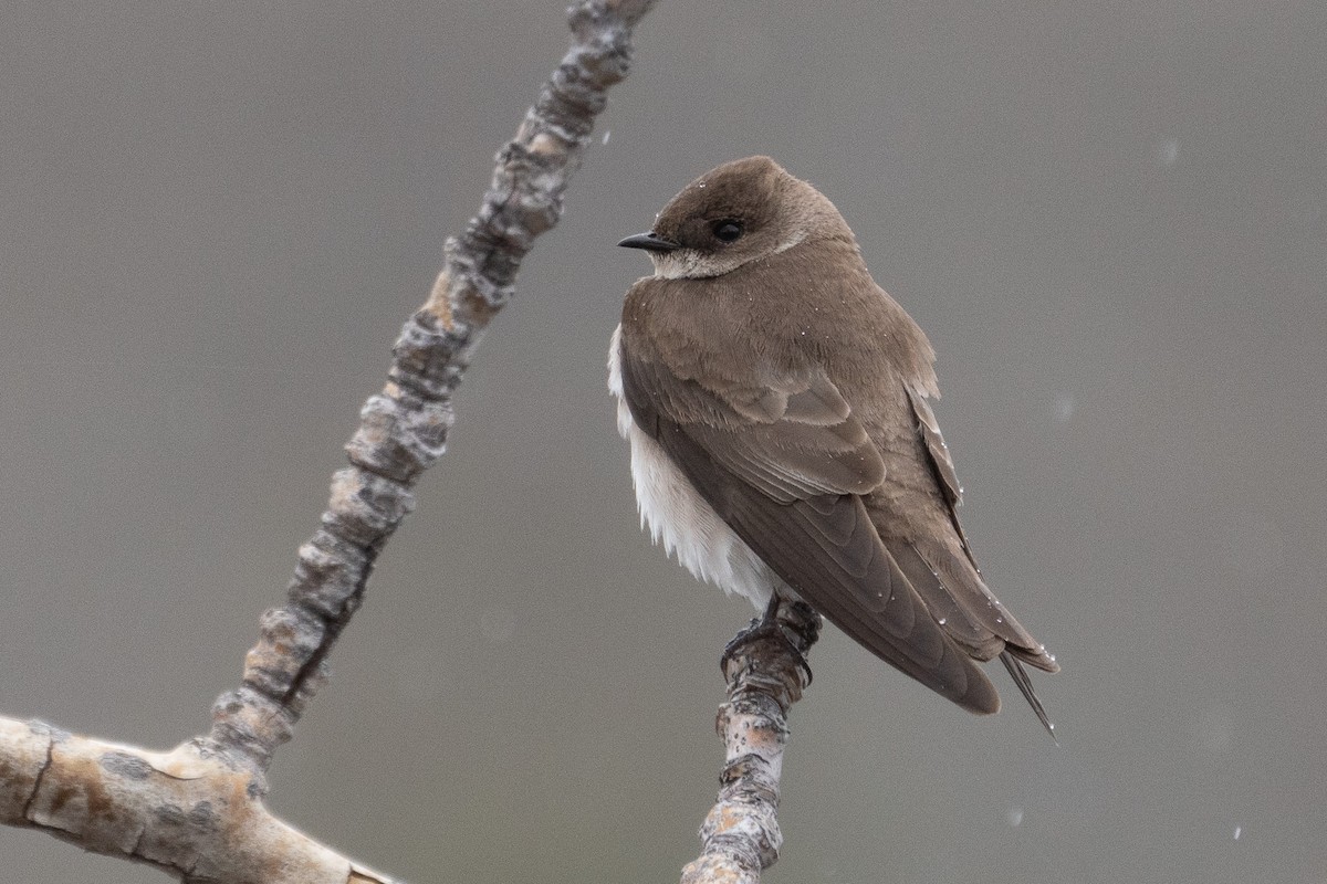 Golondrina Aserrada - ML611285329