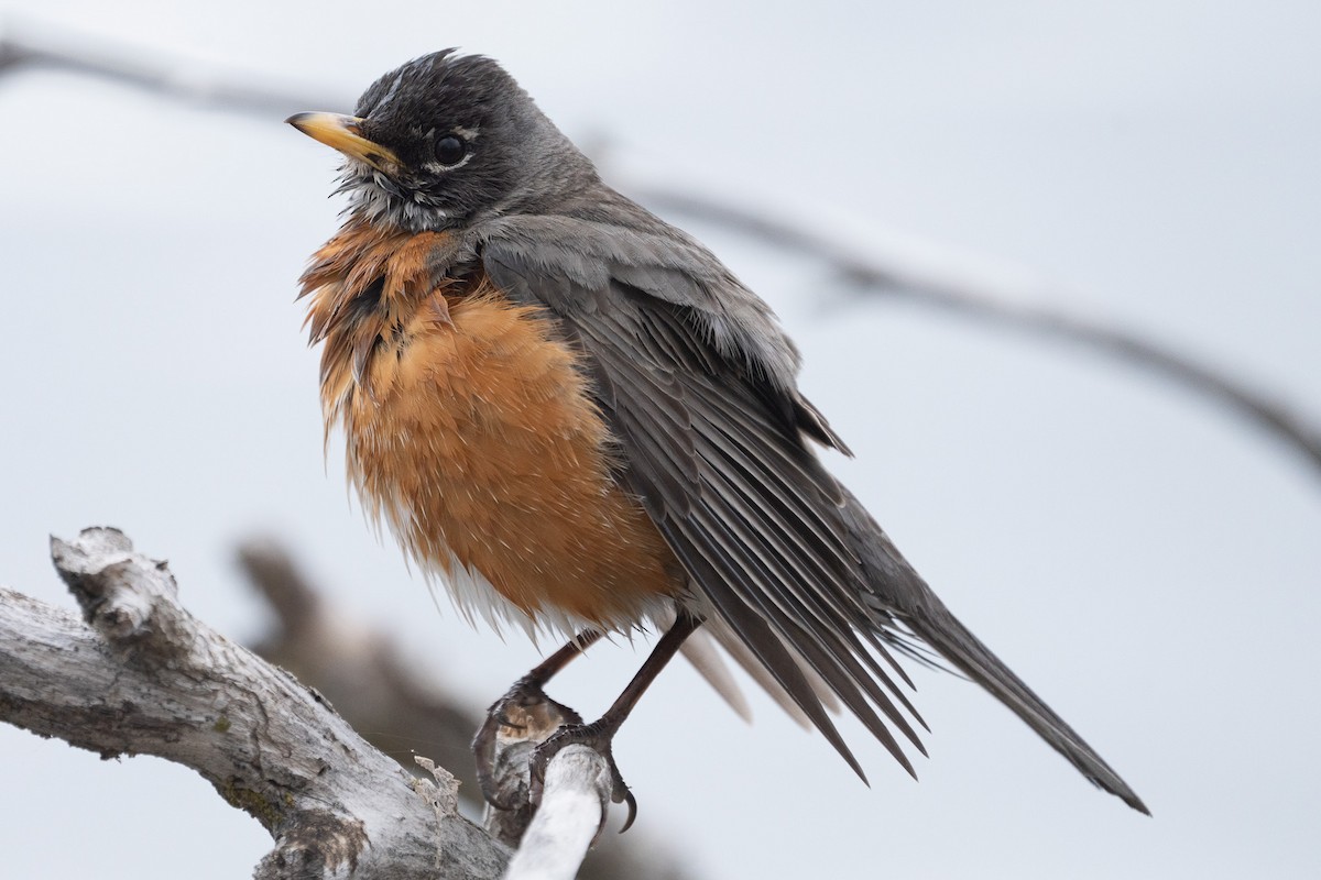 American Robin - ML611285333