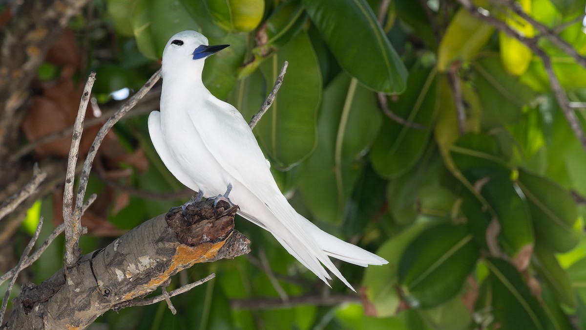 White Tern - ML611285338