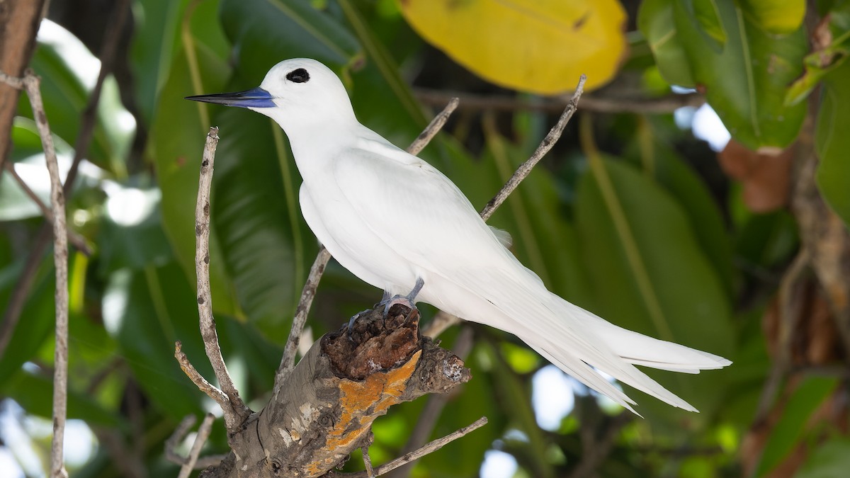 White Tern - ML611285339