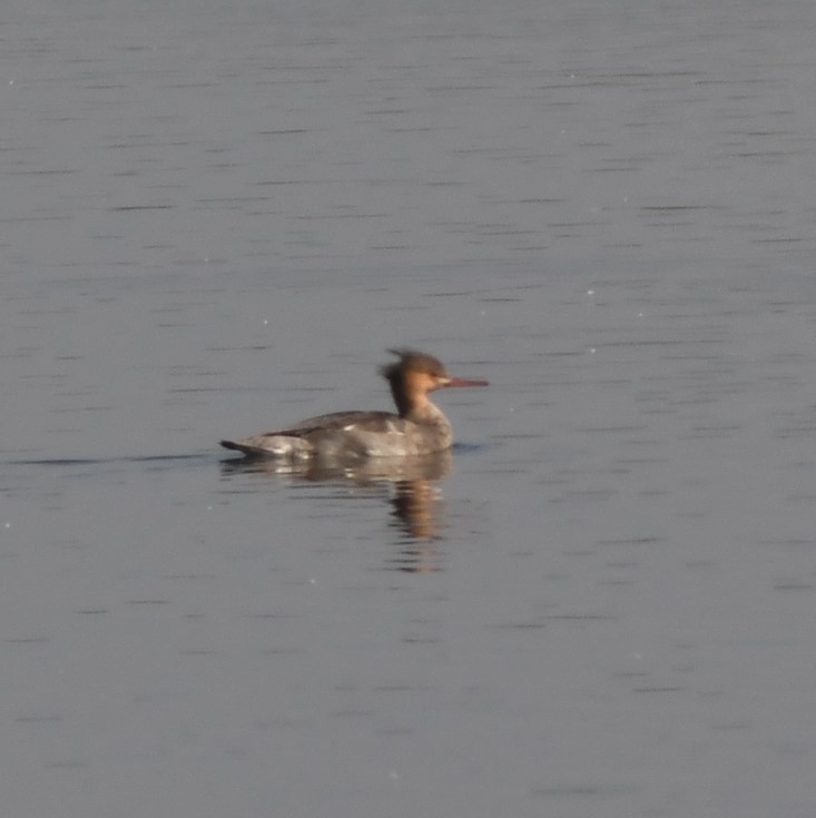 Red-breasted Merganser - ML611285420