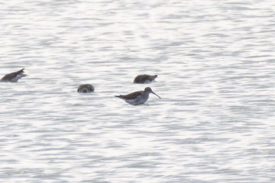 Stilt Sandpiper - Alex Pellegrini