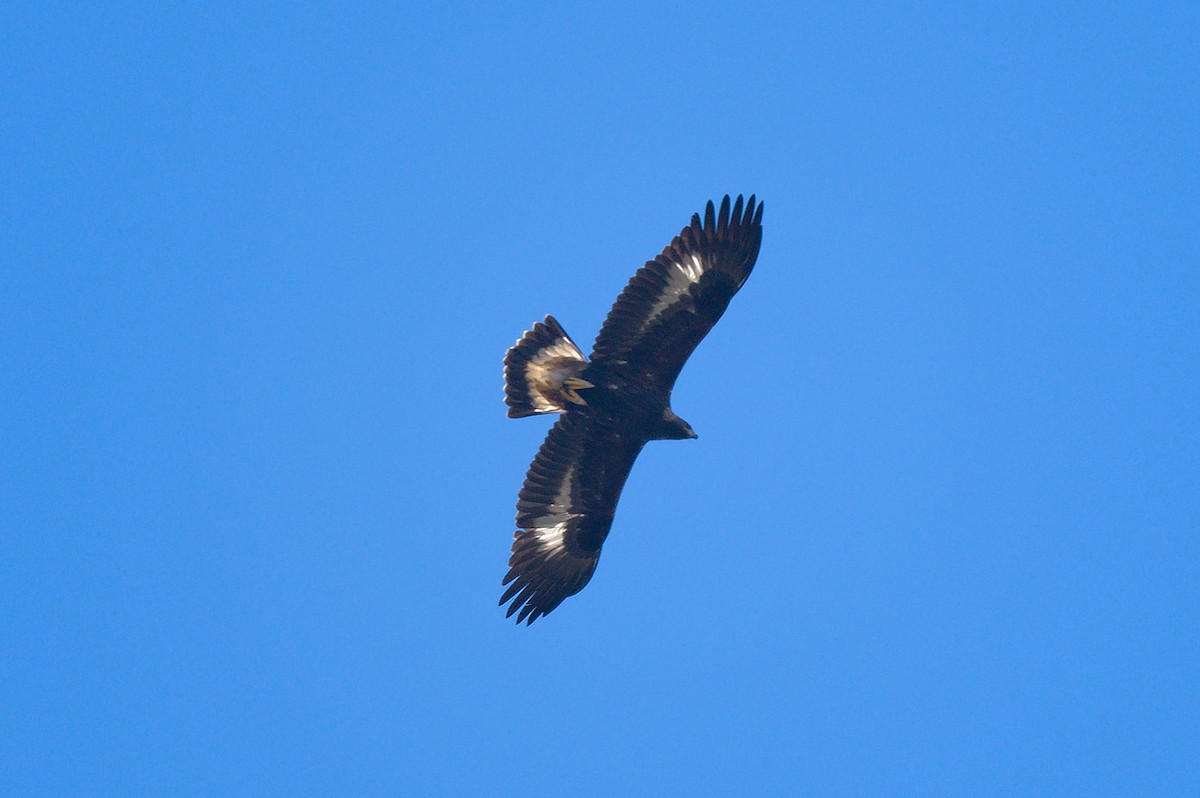 Golden Eagle - Richard Gray