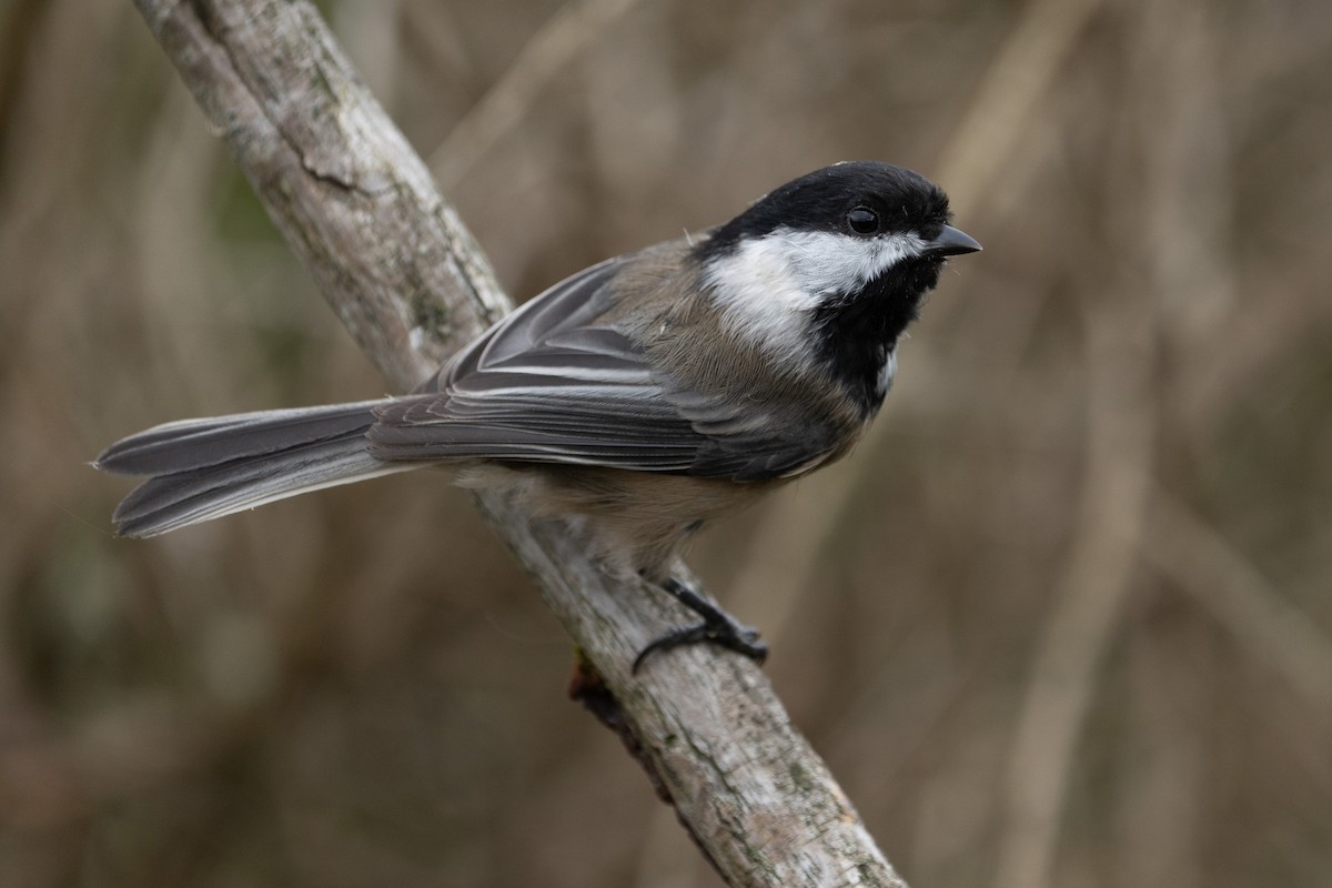 Black-capped Chickadee - ML611285458