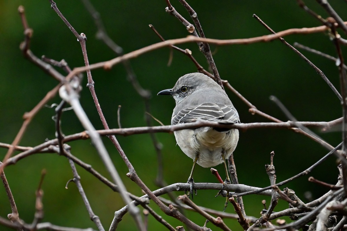 Northern Mockingbird - ML611285460