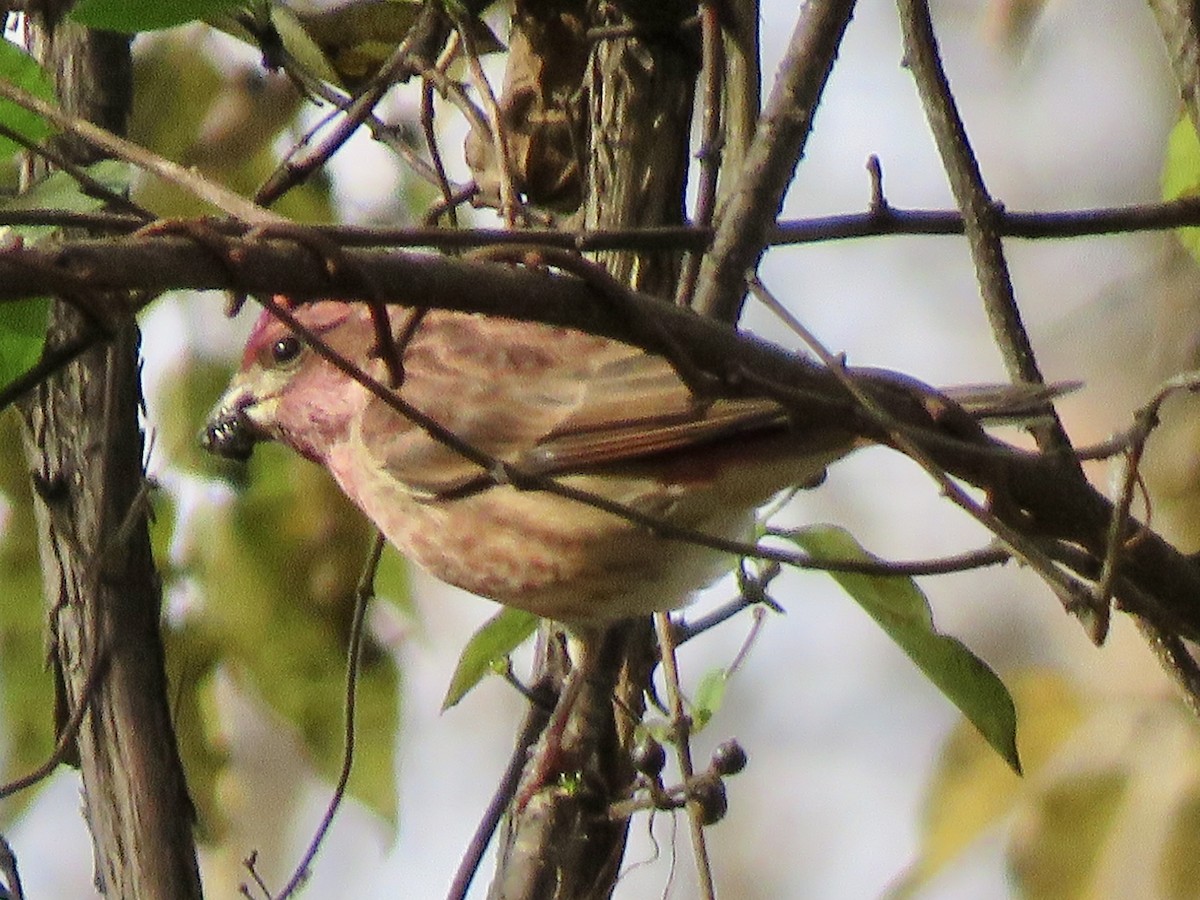 Purple Finch - ML611285465