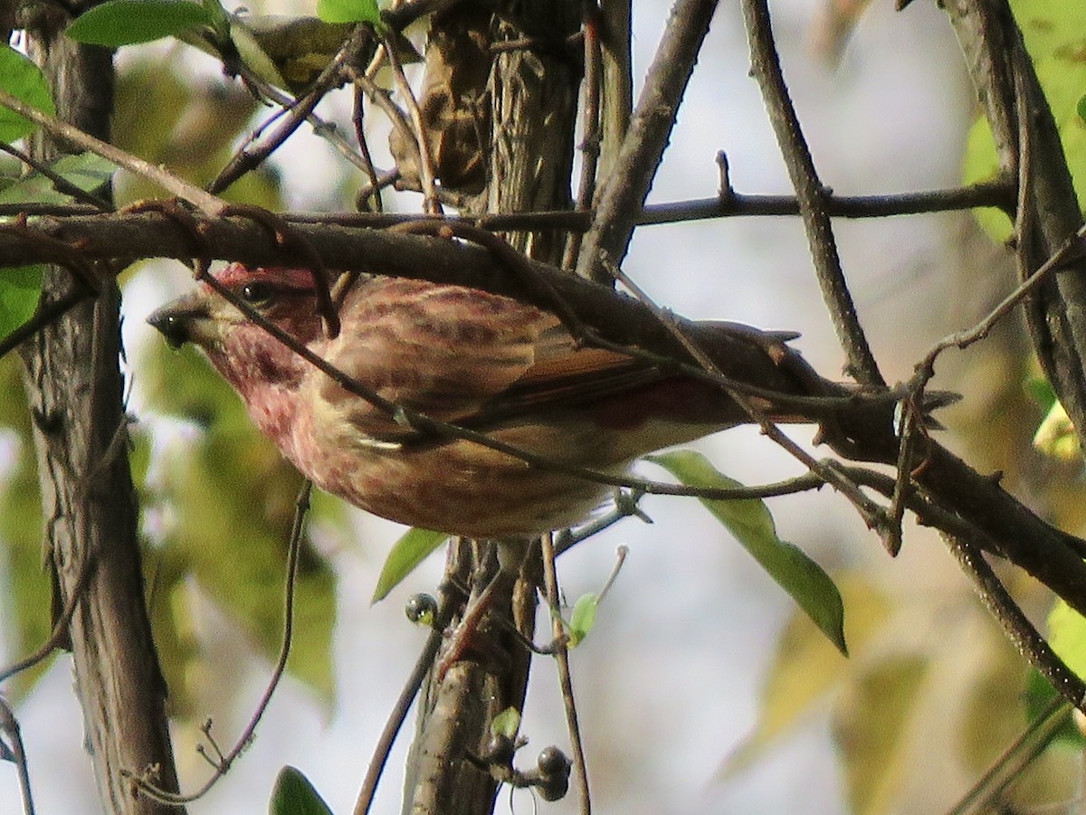 Purple Finch - ML611285467