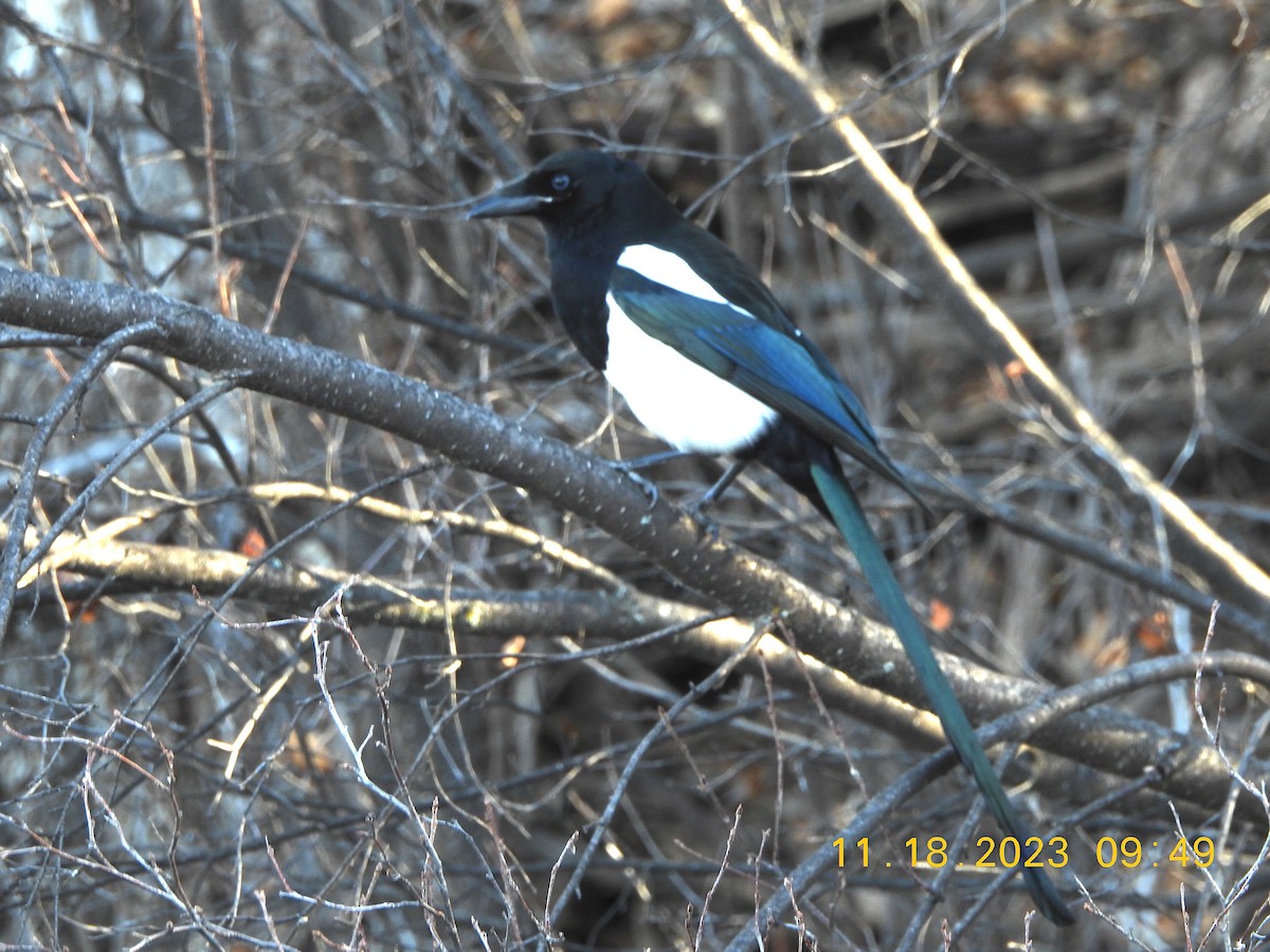 Black-billed Magpie - ML611285491