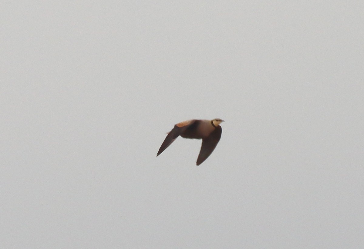 Yellow-throated Sandgrouse - ML611285497