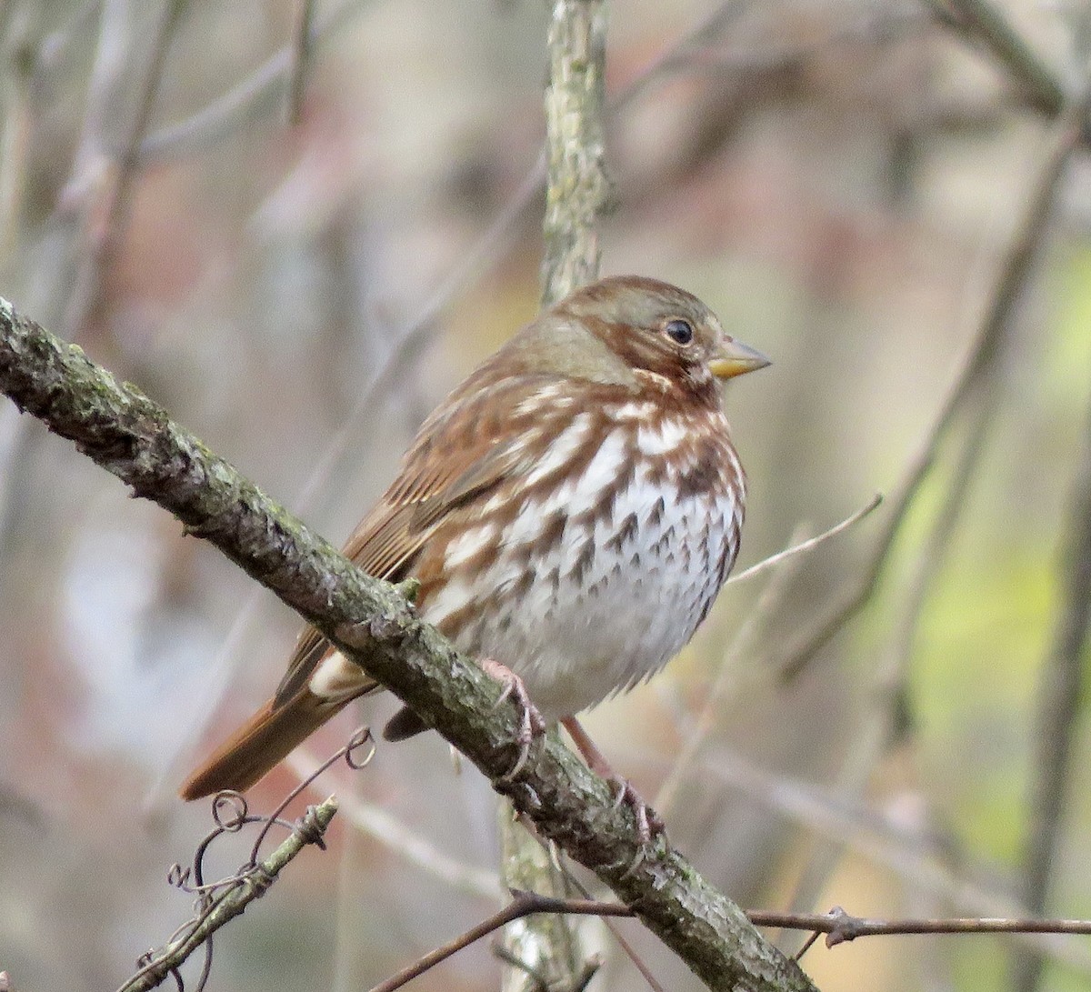 Fox Sparrow - ML611285528