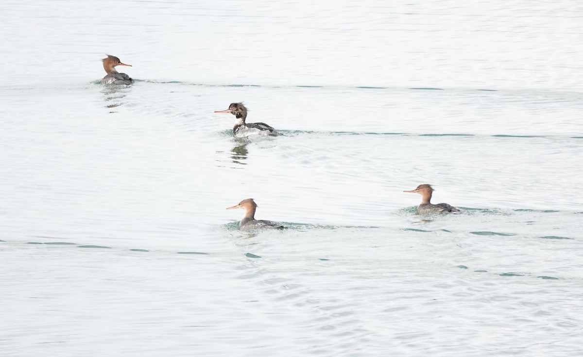 Red-breasted Merganser - Julie Schneider