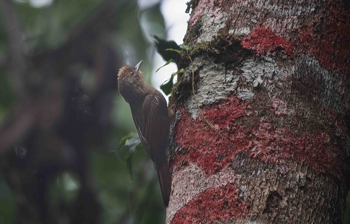 Plain-winged Woodcreeper - Luis R Figueroa