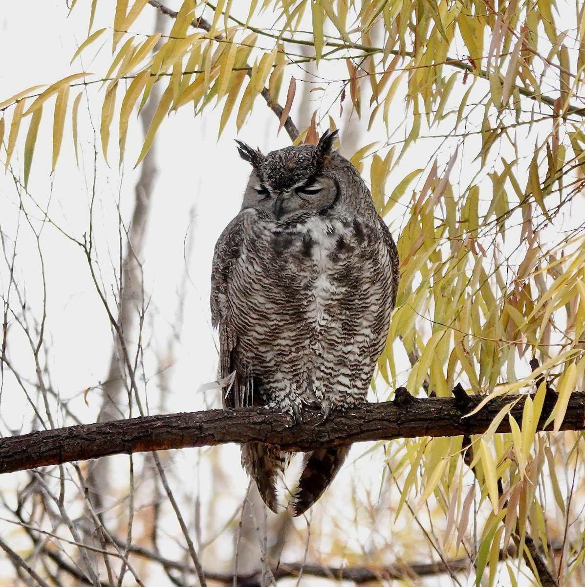 Great Horned Owl - ML611285568