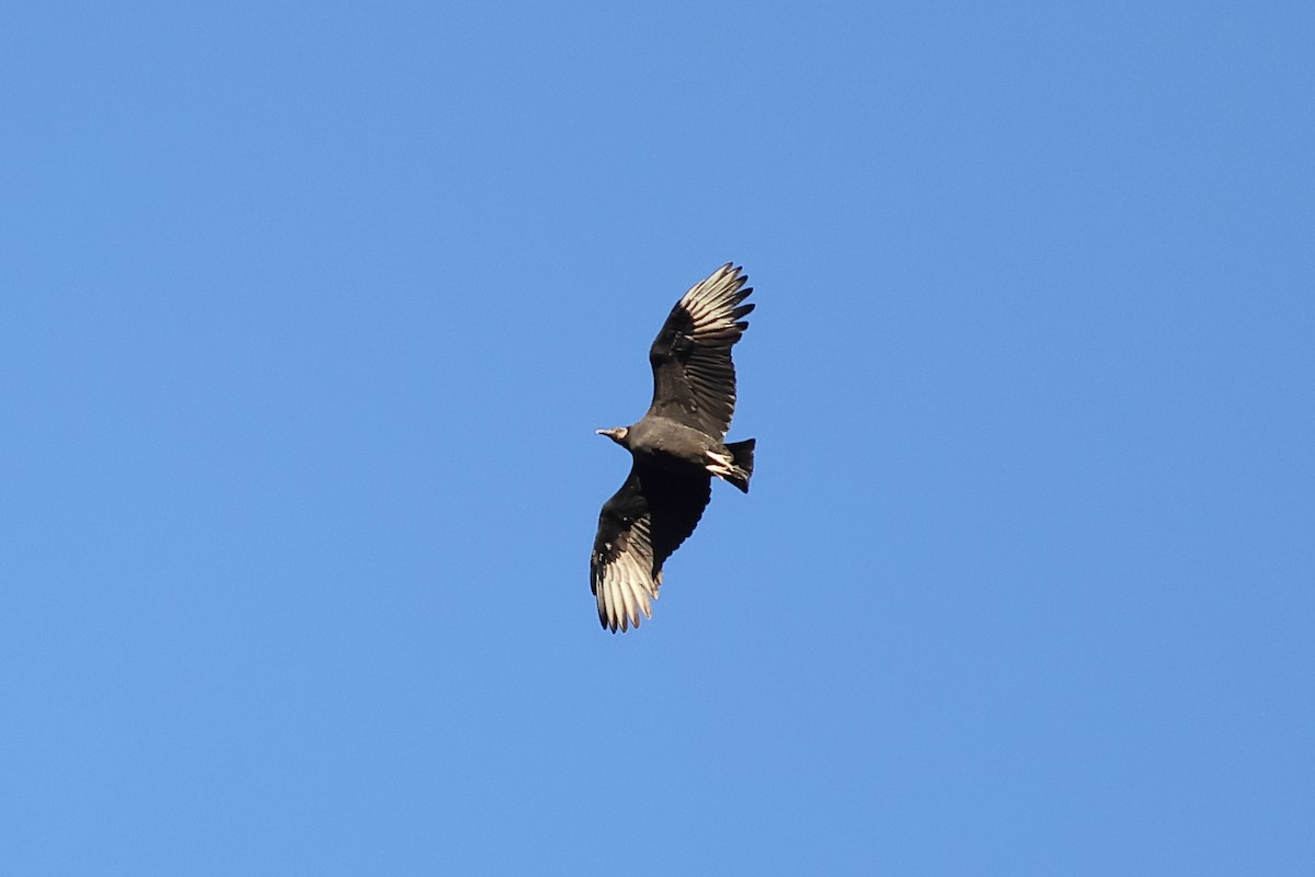 Black Vulture - ML611285630