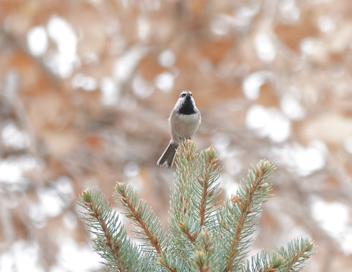 Mountain Chickadee - Julie Schneider