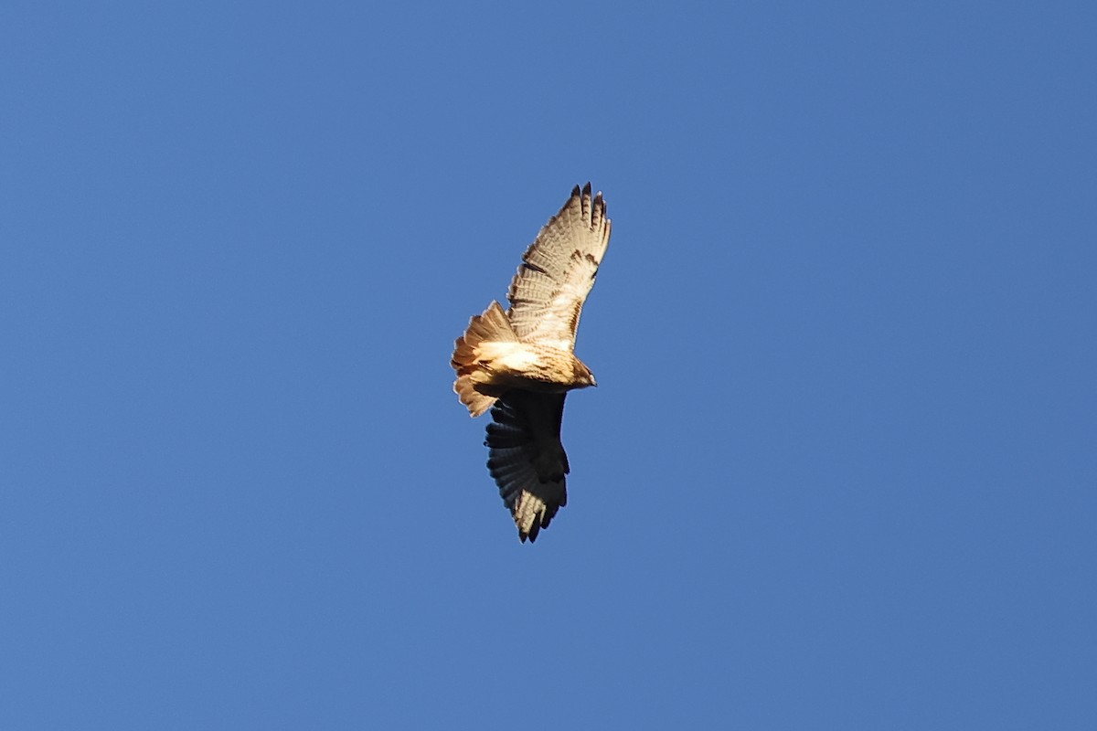Red-tailed Hawk - ML611285673