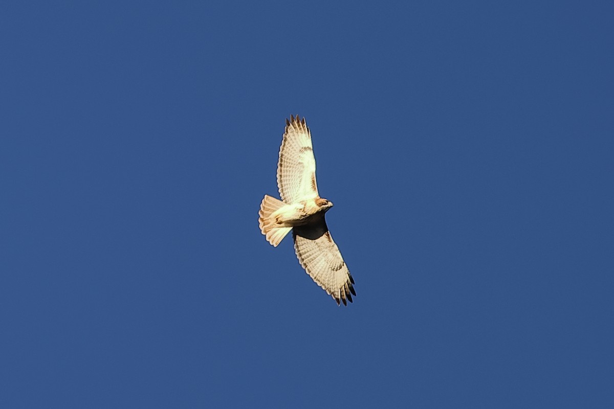 Red-tailed Hawk - ML611285675