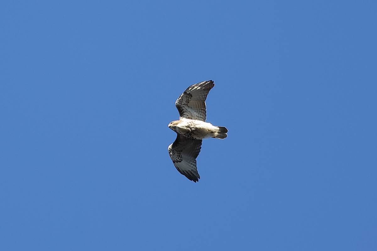 Red-tailed Hawk - ML611285677