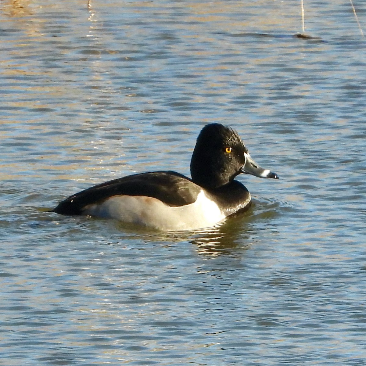 Ring-necked Duck - ML611285762